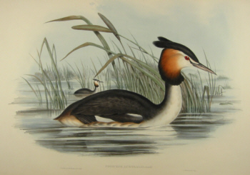 John Gould's Birds of Australia